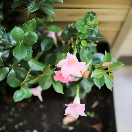 Casino Iii Apartament *