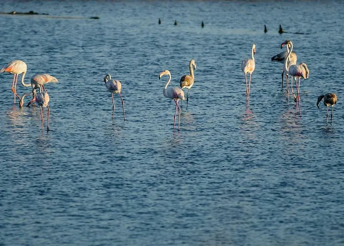 Casino Iii * פיגואיירה דה פוז